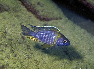 Aulonocara sp. 'chitande type masinje' Narungu